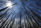 US Forest Service closing 23 research facilities as part of reorganization under Trump