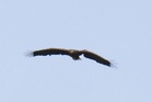 ‘Death defying’ eagle spotted three years after breaking wing as chick