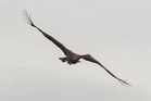 ‘Death-defying’ sea eagle with broken wing spotted soaring over Scottish skies