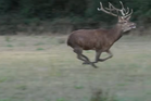 Police investigating claims hunters illegally chased stag for hours
