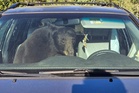 Inside the deadly summer of human-bear conflicts sweeping across the American West