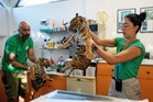 World's most endangered tigers born in Greece as zoos build a safety net