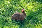 Critter-resistant bulbs to plant this fall that deer, rabbits and rodents tend to avoid