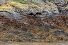 Success as two protected white-tailed eagle chicks fledge in Scotland