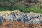 Eagles fledge after rangers shut Highlands car park to protect them during breeding season