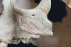 Early Europeans resorted to cannibalism several times over thousands of years, cave fossils reveal