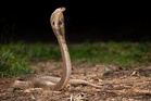 This antivenom cocktail could be game-changer for treating snakebites