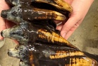 Well-preserved tooth from Pacific mastodon found in a creek in San Francisco Bay Area