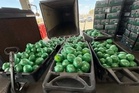 More than 2,000 pounds of meth found hidden in cabbage shipment
