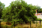 Why the trees of Lewes now officially have their own rights