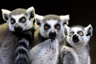 Zoo owned by India’s richest family denies stealing endangered lemurs
