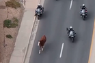 Cowboys help cops chase down loose horse running through city