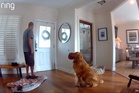 ‘Worst guard dog’: Golden retriever pesters home intruder to play during break-in