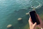 Shark sightings draw crowds to South Korea’s southeastern coast