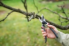 The dos and don’ts of autumn pruning