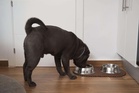 Dog food brand reports investigation found no link with eye problems in pets