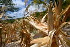 Deadly El Nino heat threatens nearly half a million more lives