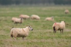Activists who stole King’s lambs say Charles ‘would have consented to their rescue’