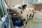 Honey the 100-pound pig finds forever home after shelter appeal