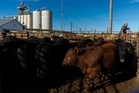 US reopens New Mexico livestock port after yearlong screwworm closure
