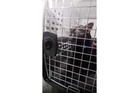'Catman' to the rescue, as man pulls stuck Long Island pet to safety after long ordeal