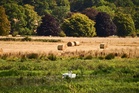 How heatwave and drought hammered British farming crops this summer