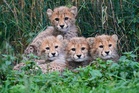 Cheetah cubs at Prague Zoo are doing well after a period of strong storms and their mother’s illness