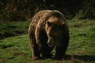 Bear kills man and seriously injures woman at their home in Mongolia
