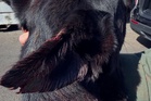 Armed suspect bites off piece of police dog’s ear during arrest in California