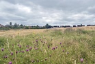Call for nature ‘right next to where people live’ amid urban green space push