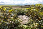Delight as Sycamore Gap stump shows new shoots three years after felling