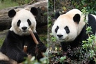 Giant pandas arrive in Atlanta from China as ‘envoys of friendship’