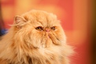 Cats could unlock new cancer treatments for humans, scientists say