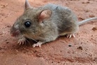 Rodent-borne disease that kills 5,000 every year could worsen. Here’s why