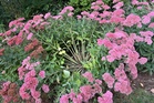 How, when and why to divide garden perennials for better blooming