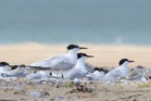 Terns see boost to breeding at key seabird colonies this year – National Trust