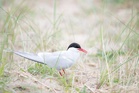 The rare seabird colony hit by bird flu and extreme weather recovering at UK beauty spot
