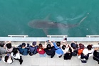 South Korea embraces a huge shark slowly circling a canal in the country's biggest port city