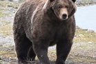 Heavyweight victory: Bear 89 Backpack named Fat Bear Week 2026 winner