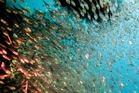 The surprising way scientists are trying to save coral reefs from Super El Niño