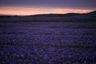 It's spring in the Southern Hemisphere and even Chile's Atacama Desert is blossoming