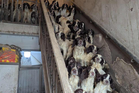 Social worker kept 84 dogs in house covered in dirt and faeces