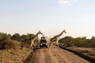 Popular safari destination introduces £33 mandatory travel insurance for tourists