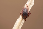 UK heatwaves help deadly fever ticks survive, public health experts warn