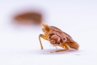 Bedbug outbreak on Southeastern trains causes cancellations and travel chaos