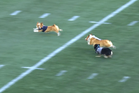 Corgi gives opponents the Usain Bolt look-back as it wins halftime race