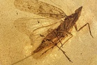 New dinosaur-era insect found trapped in tree resin named after Teletubbies character
