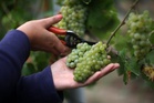 Thieves take 500kg of grapes from family-run Norfolk vineyard – worth up to £8,000