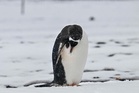 World’s largest penguin colony loses two-thirds of its population