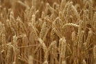 Naturally occurring fungus could help protect wheat from disease – study